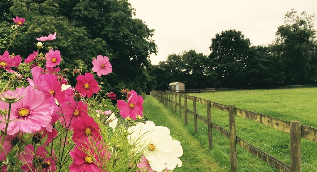 Mollies Hut Frome